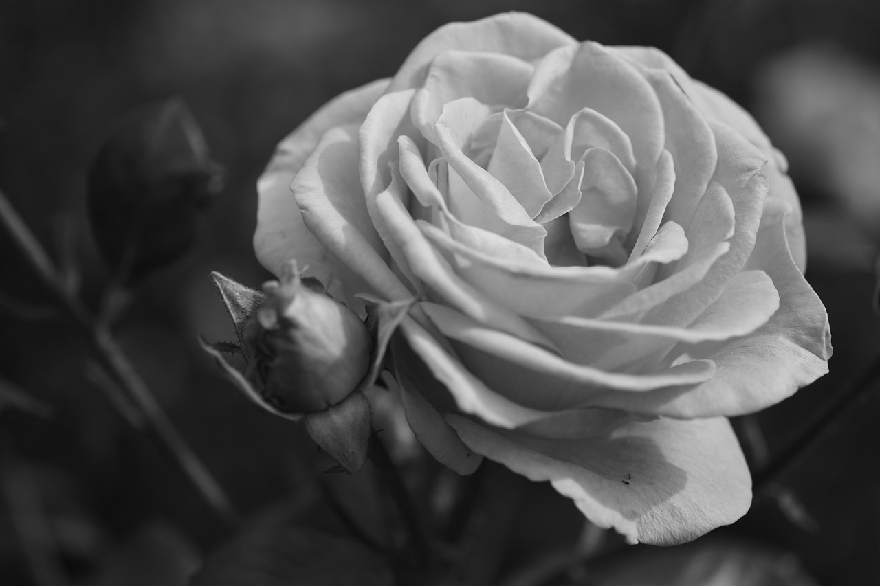 rose, flower, bloom, fragrance, blossom, bloom, plant, nature, macro, close up, garden, black-and-white, bud, flower bud, beautiful flowers, monochrome, grow, flower wallpaper, growth, to flourish, rise up, beautiful, creation, naturally, breed, rose growing, rose garden, rosedal, buenos aires, rose flower, palermo, flower background, light, sting, free image